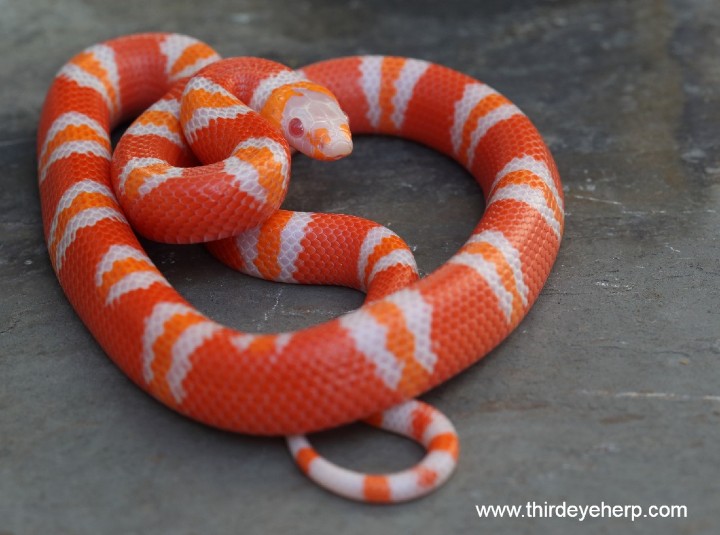 Albino Honduran Milk Snake